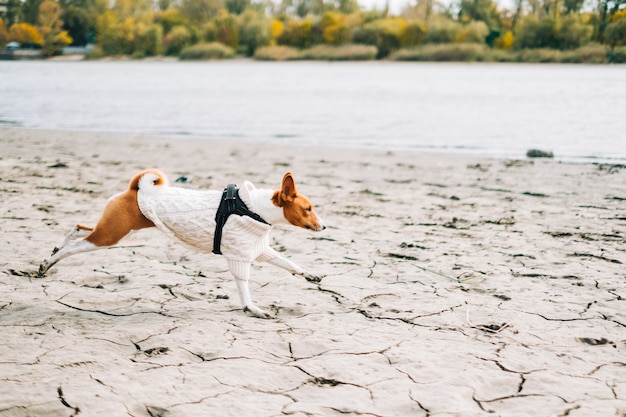 Chien Basenji courir sur une rive de la rivière en automne vêtu d'un pull blanc.