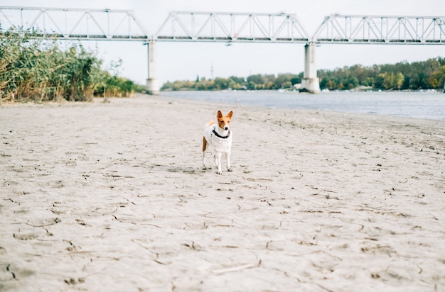 Photo chien basenji courir sur une rive de la rivière en automne vêtu d'un pull blanc.