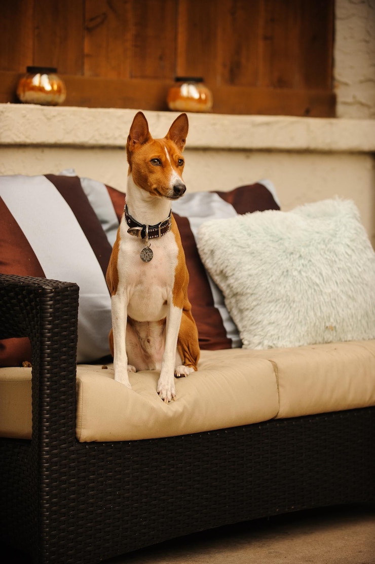 Photo le chien basenji détournant son regard alors qu'il est assis sur le canapé à la maison