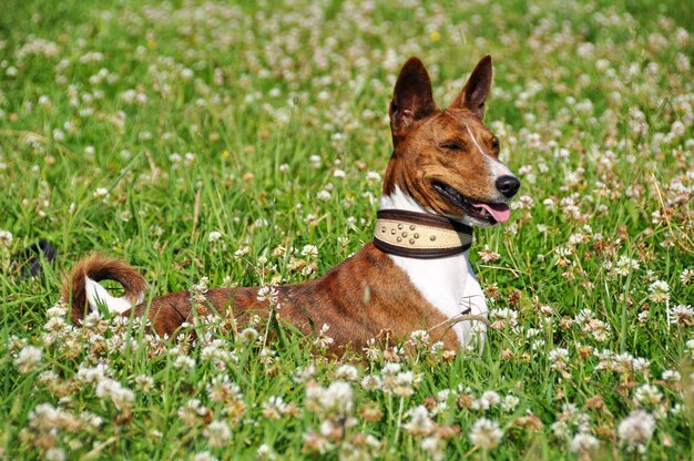 Chien Basenji en laisse. Portrait