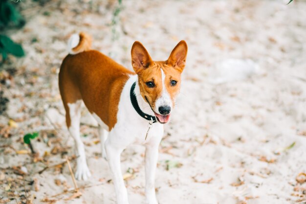 Chien Basenji marchant sur la plage de sable en journée d'été ensoleillée