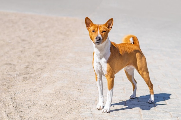 Chien Basenji restant sur fond de chaussée avec fond