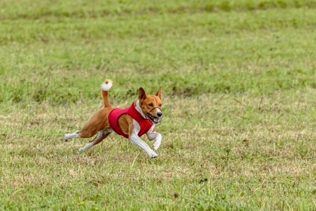 Photo un chien basenji en veste rouge courant à travers le pré sur une compétition de course à l'appât