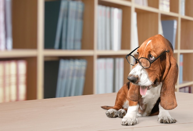 Chien Basset Hound dans des verres sur fond