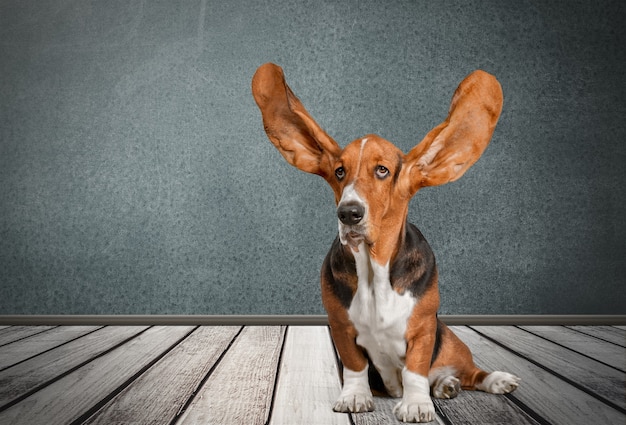 Chien Basset Hound sur parquet