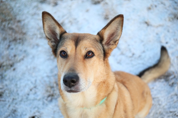 Chien bâtard aux cheveux roux