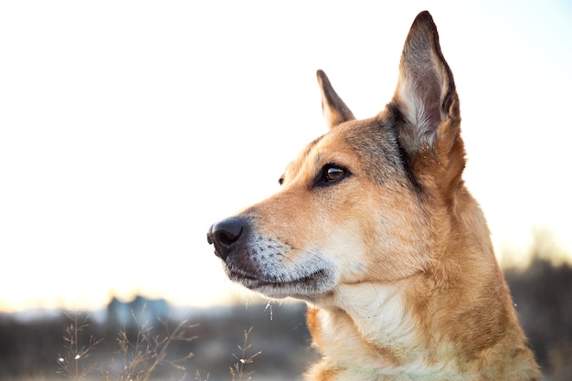 Chien bâtard aux cheveux roux