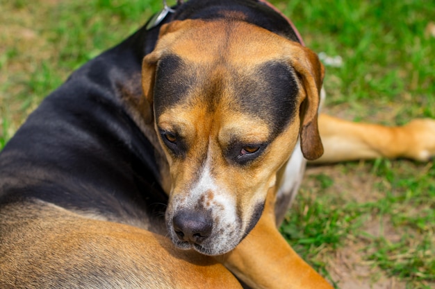 Chien bâtard chien triste couché sur l'herbe.