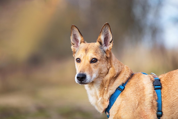 Chien bâtard debout sur le chemin dans la campagne