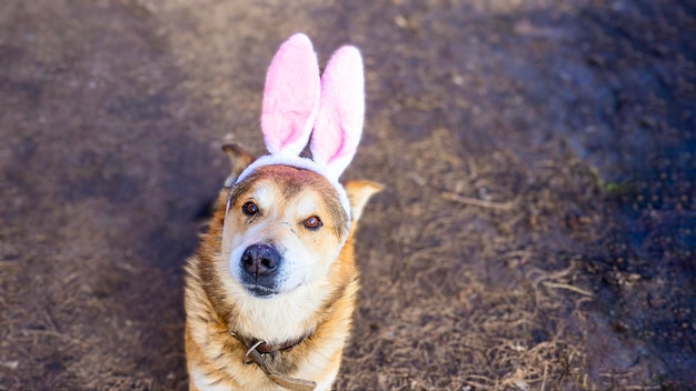 Chien bâtard drôle avec des oreilles de lapin est assis sur le sol et regarde la caméra