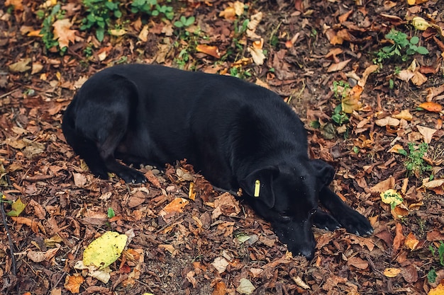 Chien bâtard errant avec visage triste à l'extérieur dans le parc. chien stérilisé.