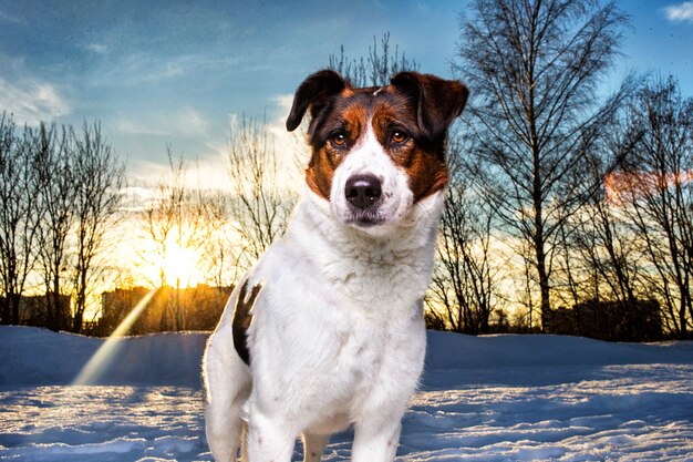 Chien bâtard mignon à pied à la neige dans le parc d'hiver