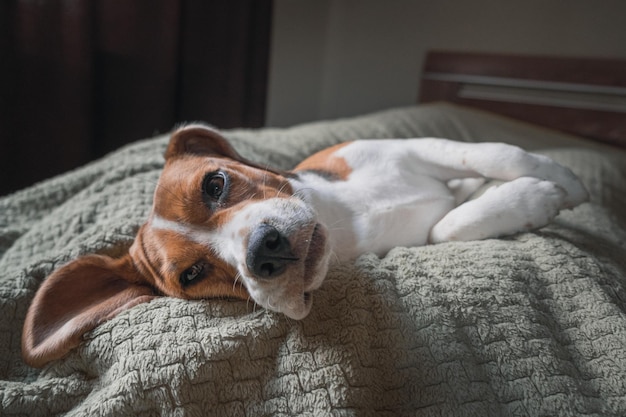 Un chien Beagle allongé sur un oreiller dormant un visage triste et drôle de grandes oreilles