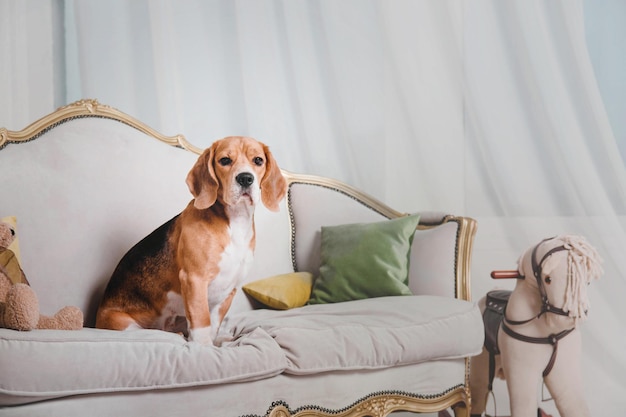 Chien Beagle à l'arrière-plan de beaux paysages d'hiver avec des lumières et des arbres de Noël holida