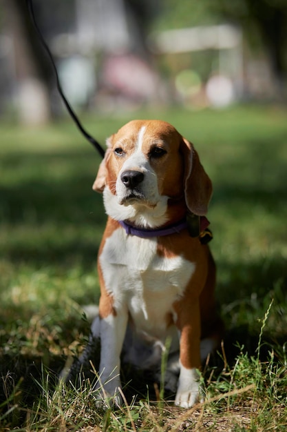 Chien Beagle assis dans l'herbe. Jeune mignon chien beagle blanc-brun dans l'herbe fraîche d'été dans le parc.