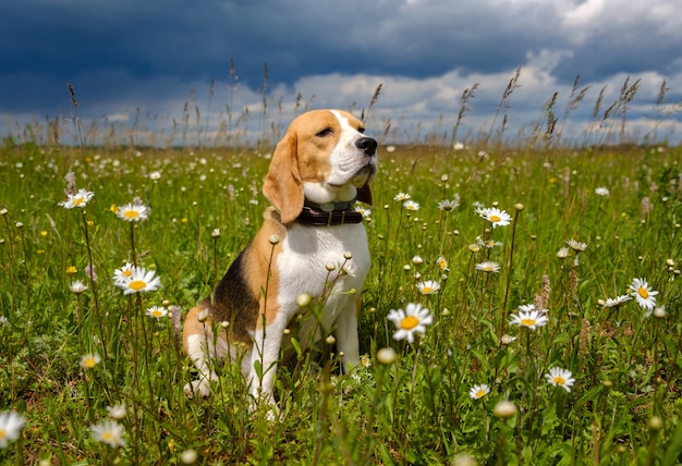 Chien Beagle assis dans un pré avec des marguerites sur une journée d'été ensoleillée