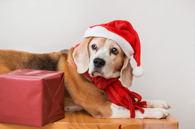 Chien Beagle en bonnet de Noel et portrait d'écharpe rouge avec cadeau de Noël
