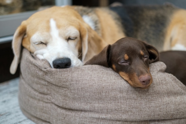 Photo chien beagle et chiot teckel mignon dormant dans la chambre sur la même chaise longue