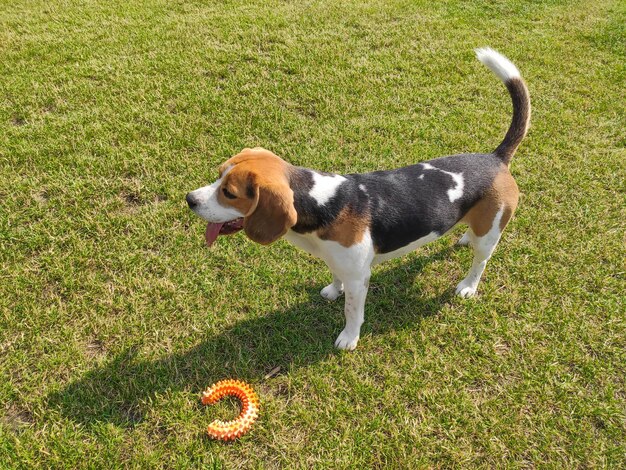 chien beagle en cours