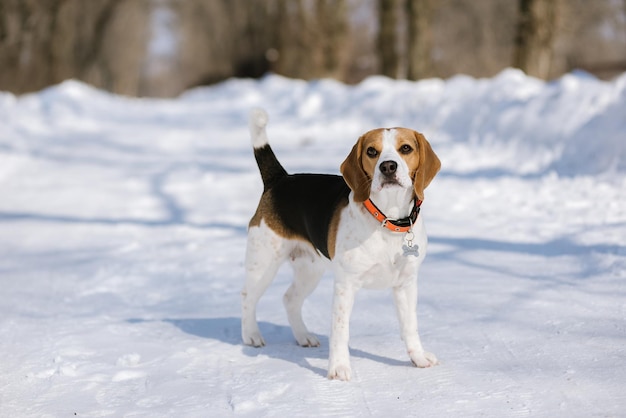 Chien Beagle court et joue dans la forêt d'hiver lors d'une journée ensoleillée et glaciale