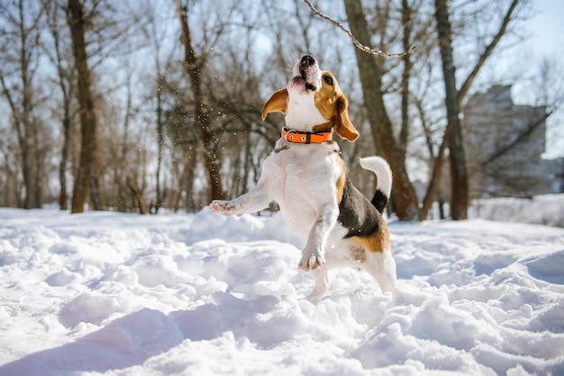 Chien Beagle court et joue dans la forêt d'hiver lors d'une journée ensoleillée et glaciale