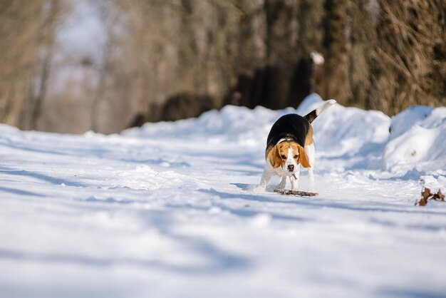 Chien Beagle court et joue dans la forêt d'hiver lors d'une journée ensoleillée et glaciale