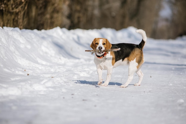 Photo chien beagle court et joue dans la forêt d'hiver par une journée ensoleillée et glaciale