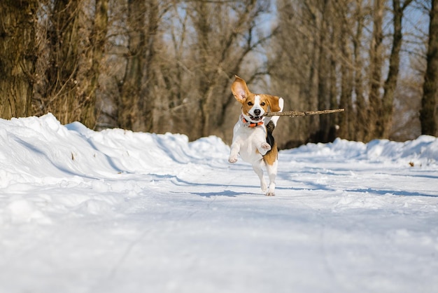 Chien Beagle court et joue dans la forêt d'hiver par une journée ensoleillée et glaciale