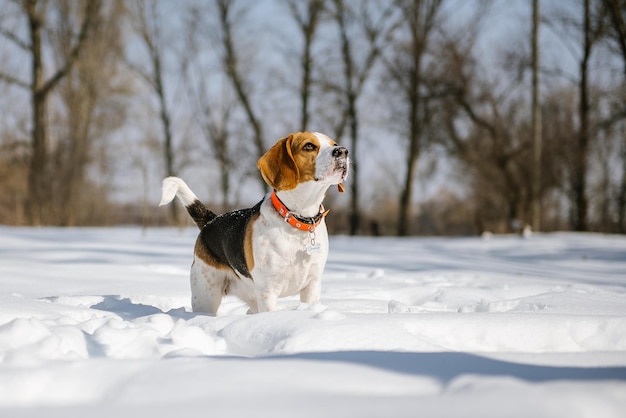 Chien Beagle court et joue dans la forêt d'hiver par une journée ensoleillée et glaciale