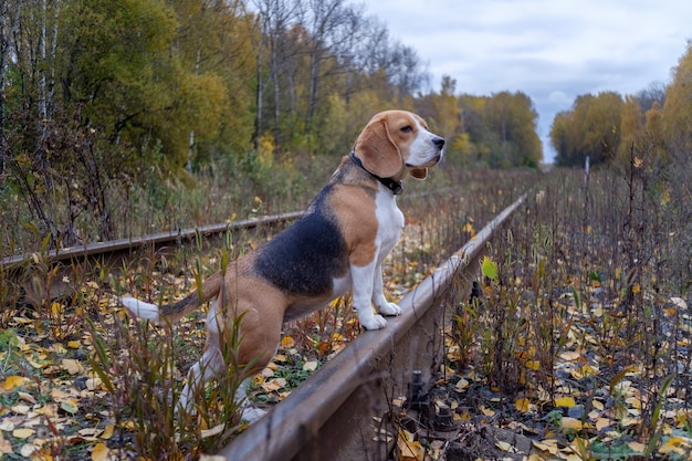 Chien Beagle dans la forêt d'automne sur les voies ferrées