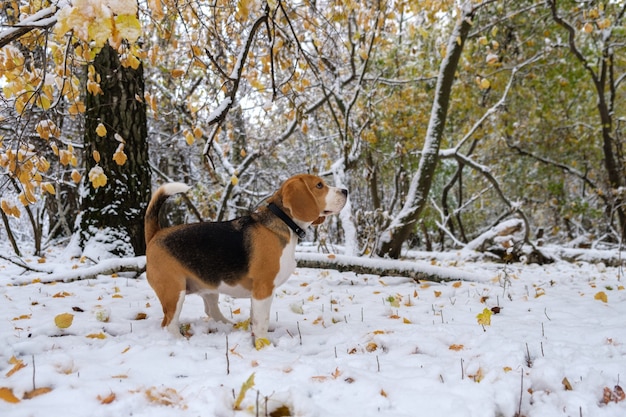 Chien Beagle dans la forêt enneigée d'automne pour une promenade