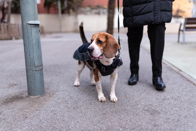 Chien Beagle dans un manteau de chien tenu en laisse rétractable regardant attentivement dans la rue