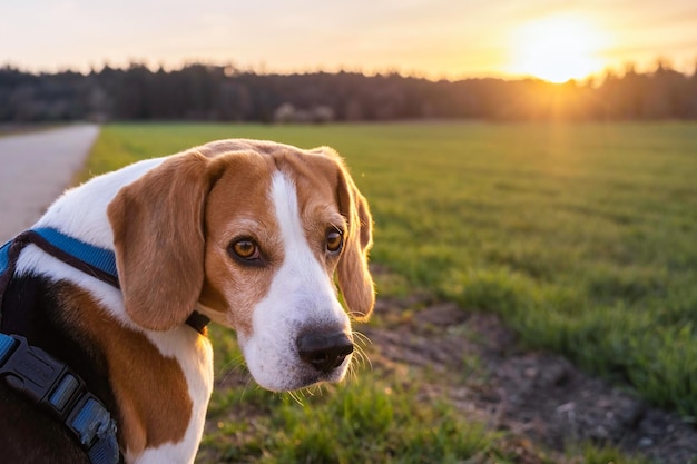 Photo chien beagle dans la région rurale rsunset dans la nature