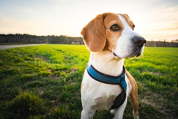 Chien Beagle dans la région rurale RSunset dans la nature