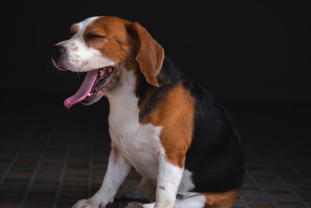 Chien beagle debout bâillement