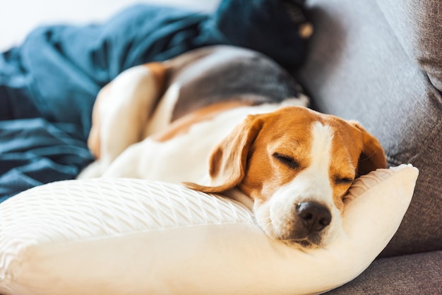 Le chien Beagle dorme fatigué sur un canapé confortable à l'arrière-plan de race pure.