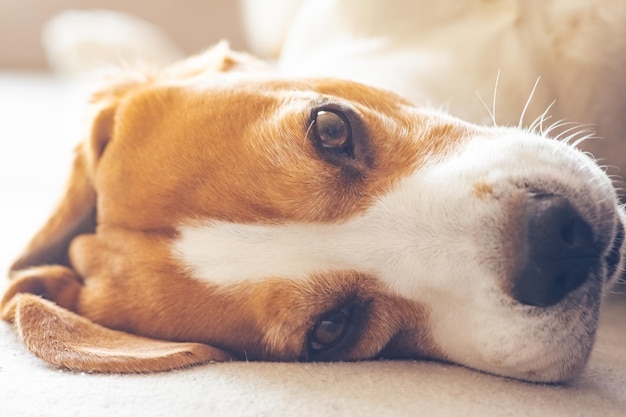 Le chien Beagle dort fatigué sur un canapé confortable.