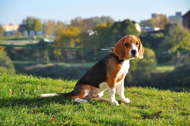 Le chien Beagle est assis haut sur une colline et rêve