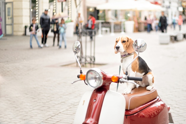 Chien Beagle est assis sur un scooter rétro dans le contexte d'une rue de la ville