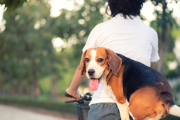 Chien Beagle est assis sur une selle derrière un vélo