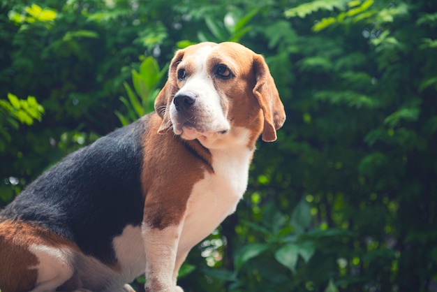 Le chien Beagle était debout et fixait le dos avec une expression curieuse