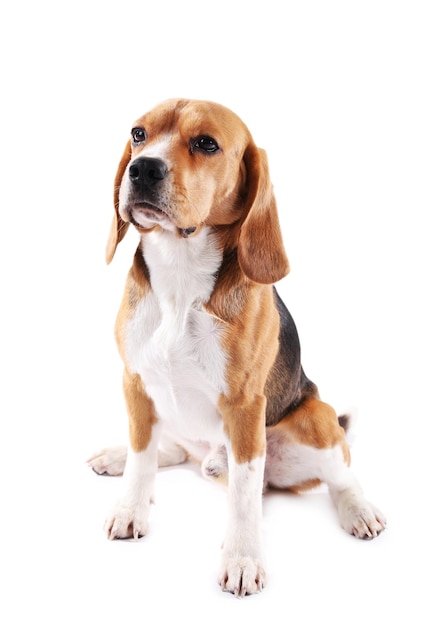 Chien Beagle isolé sur blanc