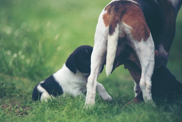 Chien Beagle jouant sur l&#39;herbe