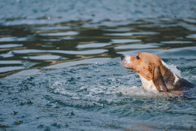 Photo un chien beagle joue et court sur la plage.