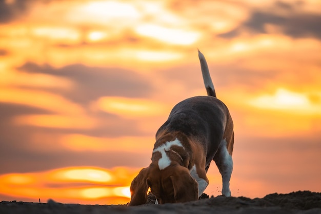 Photo un chien beagle joue et court sur la plage.