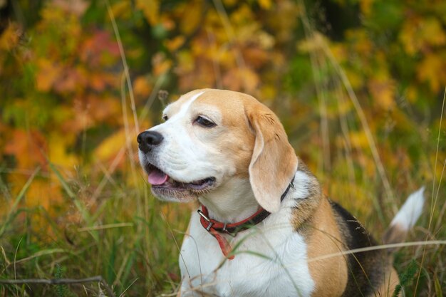 Photo un chien beagle lors d'une promenade dans un parc d'automne sur fond de feuillage jaune