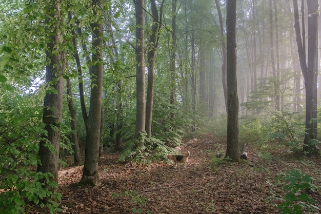 Chien Beagle lors d'une promenade dans le parc d'été. brouillard matinal et soleil parmi les arbres