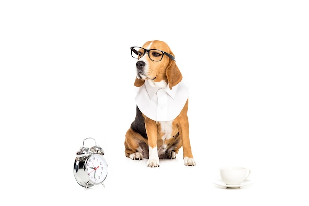 Chien Beagle à lunettes assis près d'un réveil et d'une tasse de café isolé sur blanc