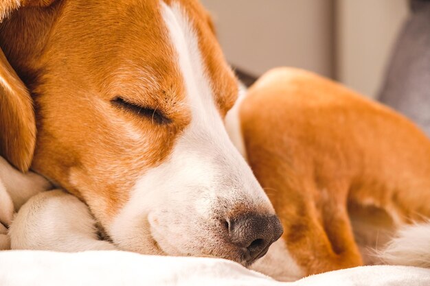 Chien beagle mâle adulte dormant sur son oreiller Profondeur de champ peu profonde