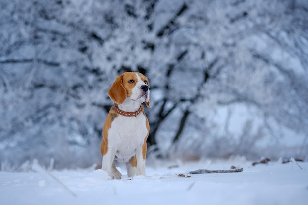 Chien Beagle marchant dans la forêt d'hiver enneigée à journée d'hiver ensoleillée